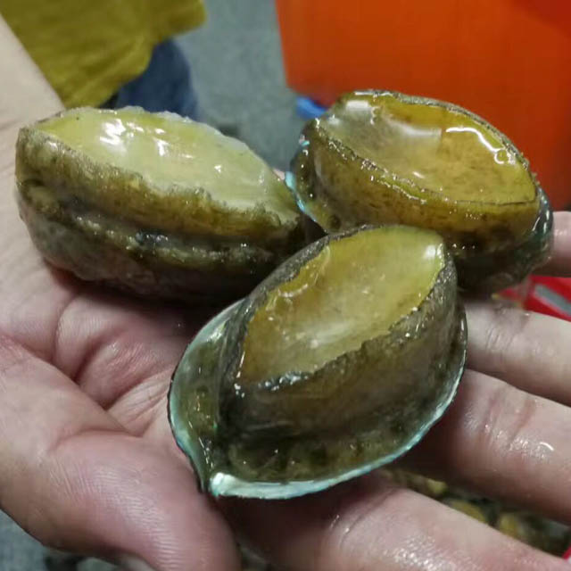 Abalone Meat IQF Size 10/12/16/20/22/28pcs Per Kg Cleaned Gutted