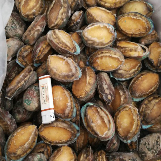 Abalone Meat IQF Size 10/12/16/20/22/28pcs Per Kg Cleaned Gutted